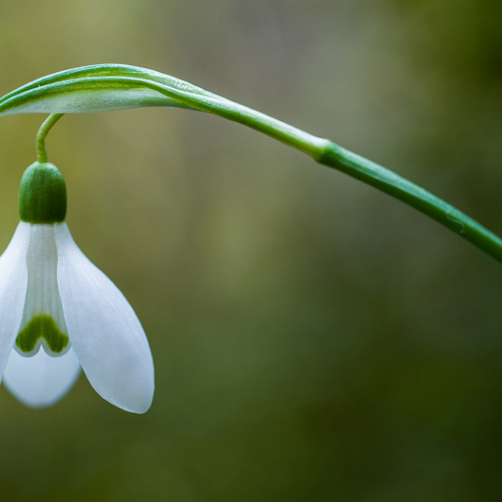 Perce-neige, <em>Galanthus nivalis</em>