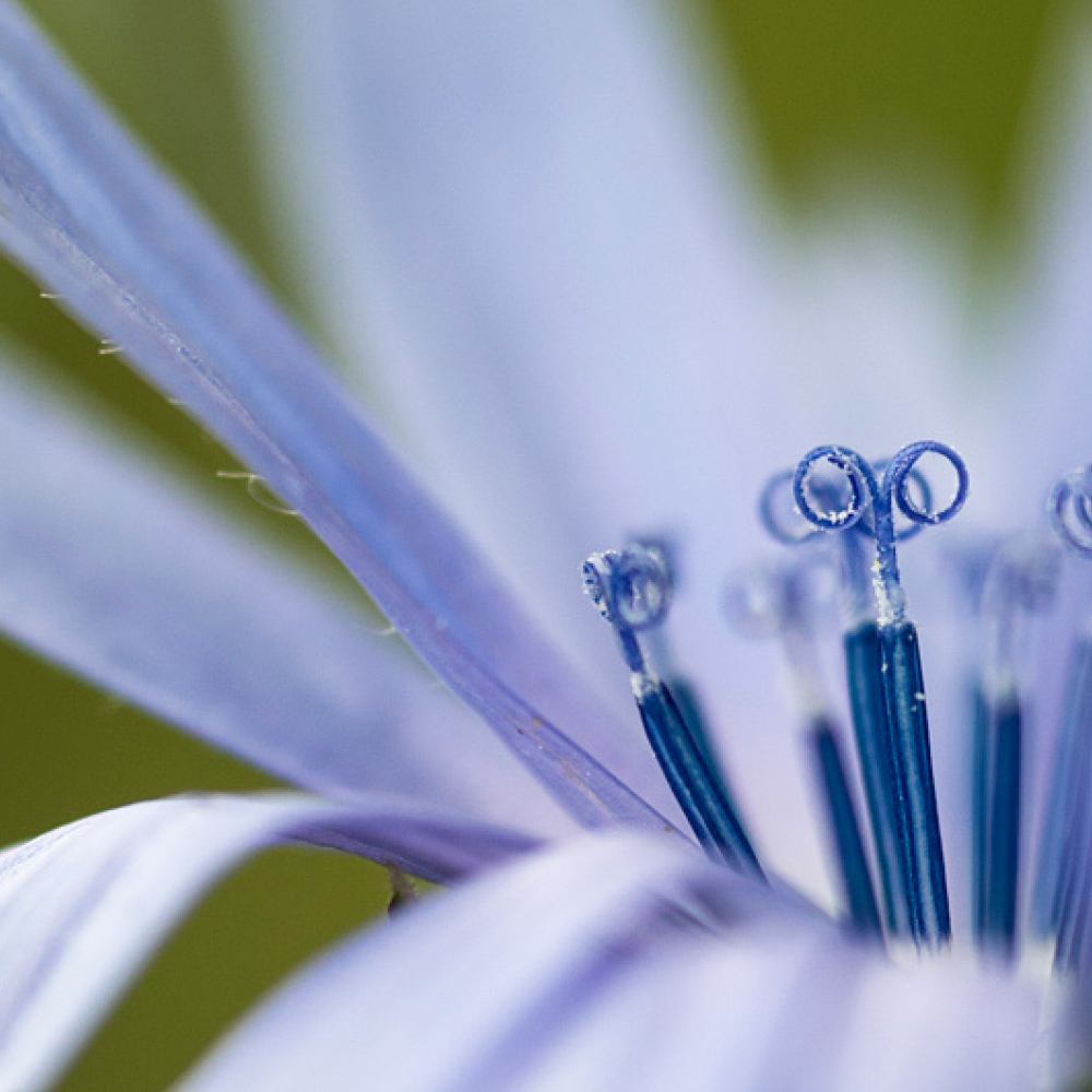 Chicorée sauvage, <em>Cichorium intybus</em>