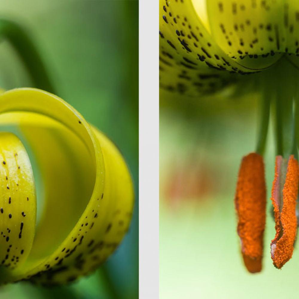 Lis des Pyrénées, <em>Lilium pyrenaicum</em>