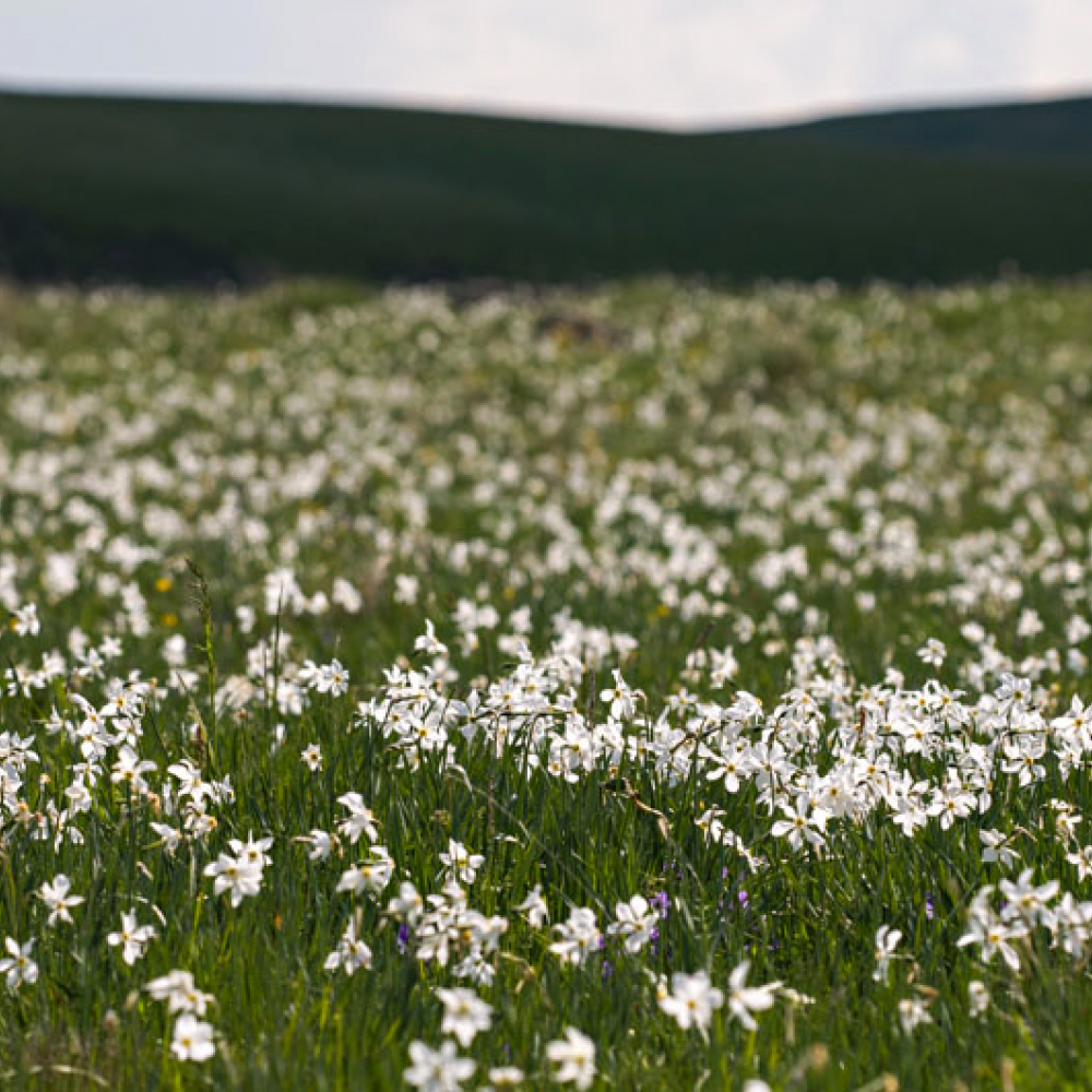 Prairie de Narcisse des poètes, <em>Narcissus poeticus</em>