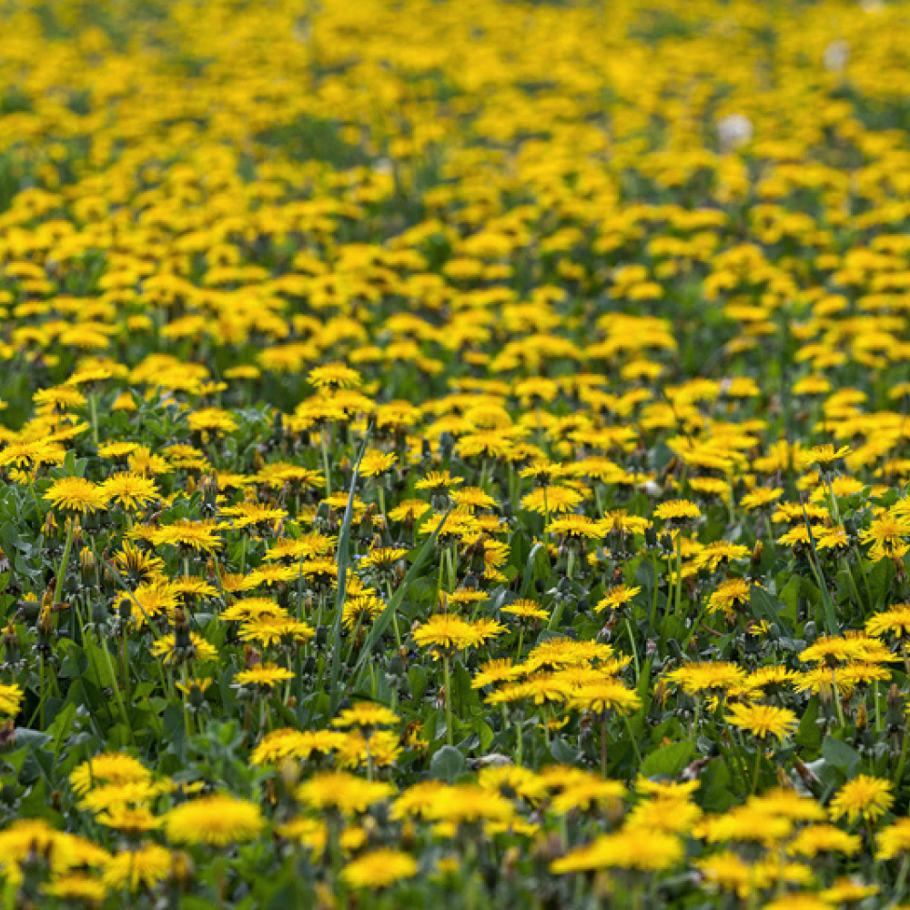 Prairie de pissenlits, <em>Taraxacum</em> sp.