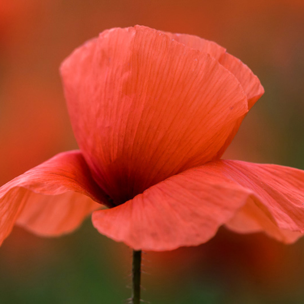 Coquelicot, <em>Papaver rhoeas