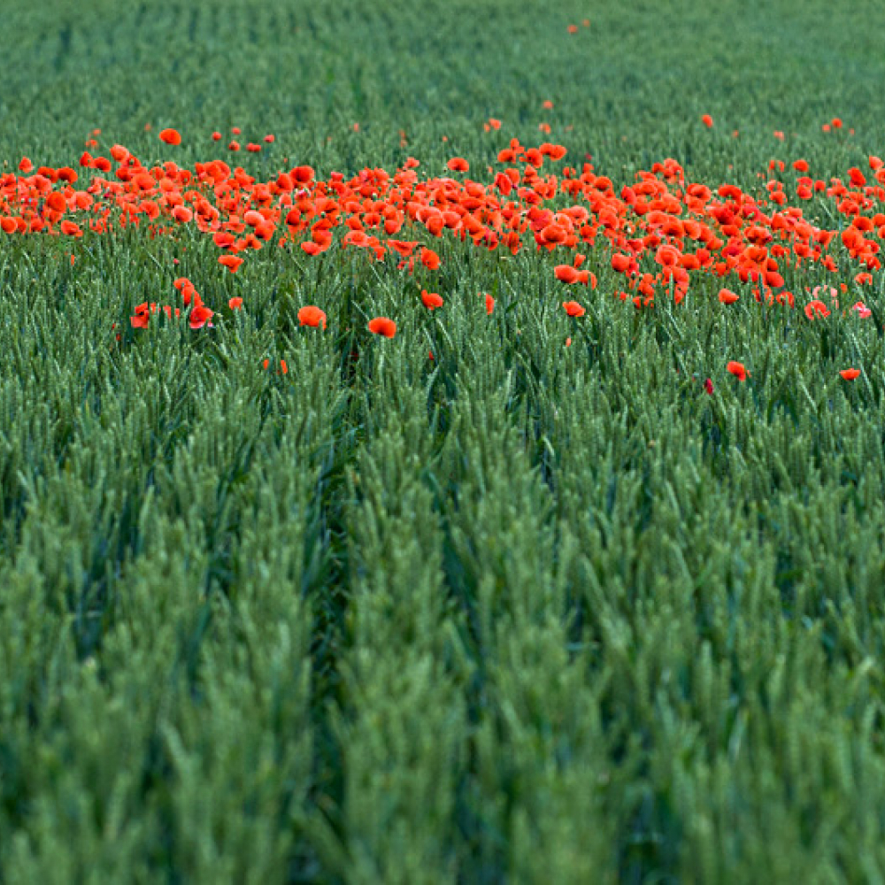 Coquelicots dans un champ de blé vert, <em>Papaver rhoeas</em>