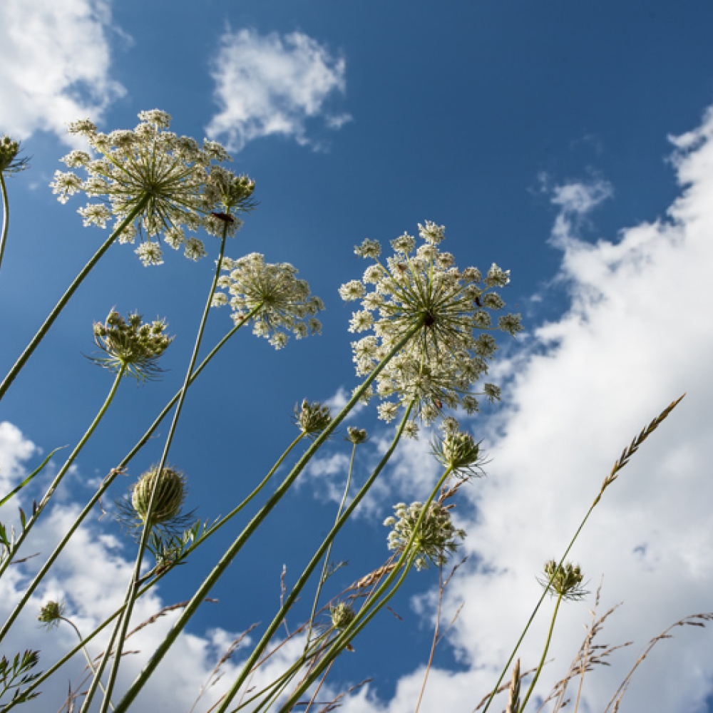 Carotte sauvage, <em>Daucus carota</em>