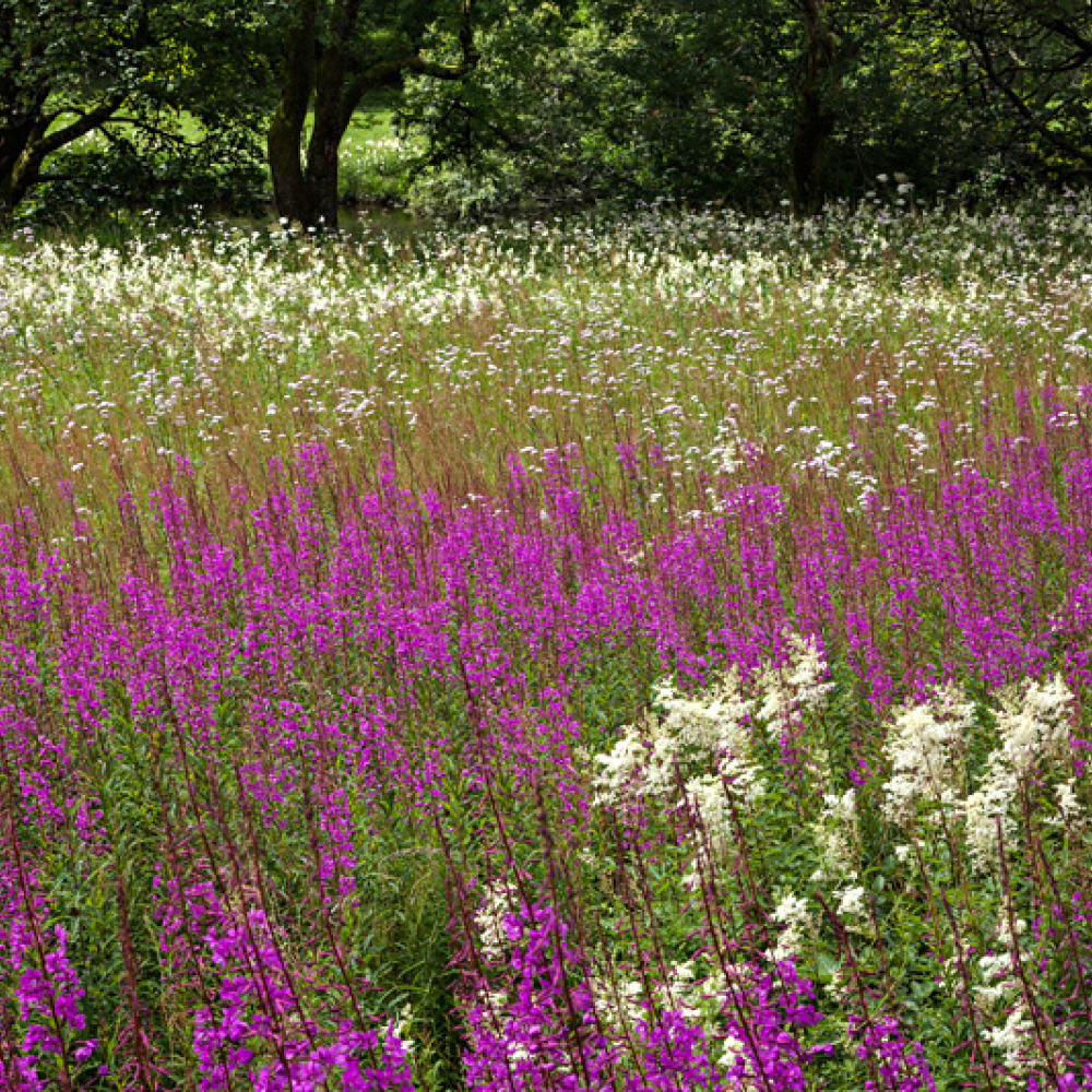 Épilobe en épis et Reine-des-prés, <em>Epilobium angustifolium - Filipendula ulmaria</em>