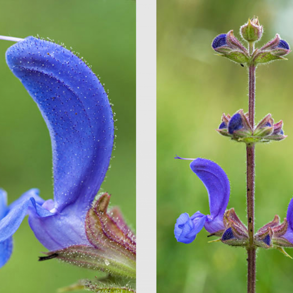 Sauge des prés, Sauge commune, <em>Salvia pratensis</em>