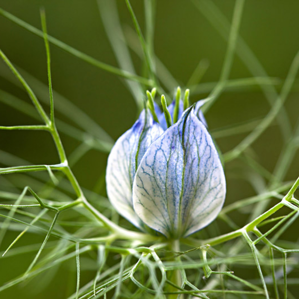 Nigelle de Damas, <em>Nigella damascena</em>