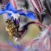 Abeille butinant une fleur de Bourrache, <em>Apis mellifera</em>