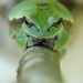 Rainette verte perchée sur sa branche, <em>Hyla arborea</em>