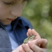 Une Rainette verte, si jolie à regarder, <em>Hyla arborea</em>