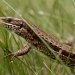 Le Lézard des murailles, <em>Podarcis muralis</em>. Petit auxiliaire intéressant car il raffole des pucerons, mouches et autres insectes