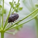 Graphosome rayé dans une ombelle de persil, <em>Graphosoma lineatum</em>, sauf invasion cette punaise ne cause pas de dégâts