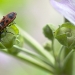 Gendarme sur fleur de Lavatère, <em>Pyrrhocoris apterus</em>, ces punaises bien connues ne sont pas des ravageurs