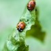 Coccinelle à sept points, <em>Coccinella septempunctata</em>, auxilliaire du jardinier, larves et adultes dévorent les pucerons