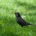 Merle noir dans l'herbe