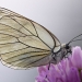 Papillon Gazé sur ail rose, <em>Aporia crataegi</em>. Comme les abeilles, en voguant de fleurs en fleurs ils participent à la pollinisation