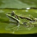 Au menu de la Grenouille verte, larves de moustiques, insectes, chenilles, vers et autres mollusques 