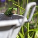 Rainette sur une bassine en zinc au jardin, <em>Hyla arborea</em>