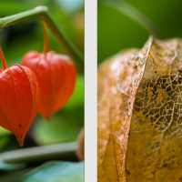 Amour en cage, <em>Physalis alkekengi</em>