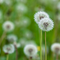 Prairie de Pissenlits en fruits, <em>Taraxacum officinale</em>