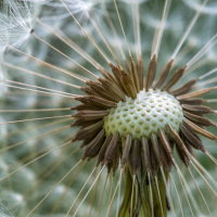 Infrutescence de Pissenlit, <em>Taraxacum officinale</em>