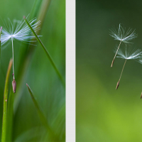 Akènes de Pissenlit, <em>Taraxacum officinale</em>