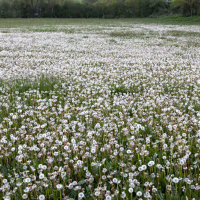 Prairie de Pissenlits en fruits, <em>Taraxacum officinale</em>