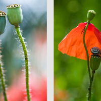 Capsules fraîches de Coquelicot, <em>Papaver rhoeas</em>