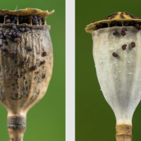 Capsules de Coquelicot, sèches et ouvertes, libérant les graines, <em>Papaver rhoeas</em>