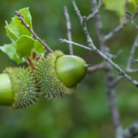 Glands de  Chêne kermès, <em>Quercus coccifera</em>