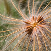 Infrutescence de la Dryade à huit pétales, <em>Dryas octopetala</em>