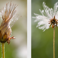 Dryade à huit pétales en fruits, <em>Dryas octopetala</em>