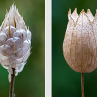 Involucre de Catananche bleue, <em>Catananche caerulea</em> et Capsule de silène enflé, <em>Silene vulgaris</em>