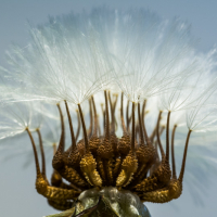 Infrutescence d'Urosperme faux-picris, <em>Urospermum picroides</em>