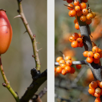 Cynorrhodon, fruit de l'Églantier, <em>Rosa Canina</em> et baies d'Argousier, <em>Hippophae rhamnoides</em>