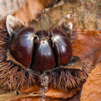 Châtaignes dans leur bogue épineuse, <em>Castanea sativa</em>