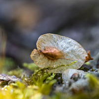 Samare d'Orme au sol, <em>Ulmus campestris</em>