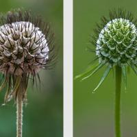 Infrutescences de Scabieuse colombaire, <em>Scabiosa columbaria</em>