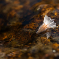 Akène de scabieuse posé sur l'eau, <em>Lomelosia</em>