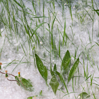 Bourre cotonneuse de Peuplier dans l'herbe, <em>Populus sp.</em>