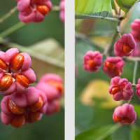 Capsules et graines de Fusain d'Europe, <em>Euonymus europaeus</em>