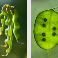 Gousses de l'Hippocrépis chevelu, <em>Hippocrepis comosa</em> et silique de la Monnaie-du-Pape, <em>Lunaria annua</em>