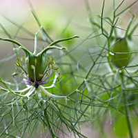 Fructification de la Nigelle de Damas, <em>Nigella damascena</em>