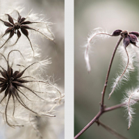 Akènes de Clématite des haies, <em>Clematis vitalba</em>