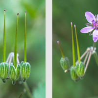 Fleur et fructifications d'un Erodium, le Bec-de-grue musqué, <em>Erodium moscatum</em>