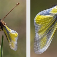 Les ailes fraîches de l'Ascalaphe soufré tout juste sorti de la nymphe, <em>Libelloides coccajus</em>
