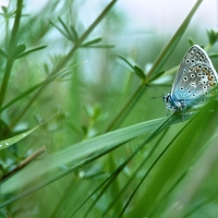 Mâle d'Argus bleu, petit papillon discret parmi les herbes, <em>Polyommatus icarus</em>