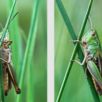 Criquet tournant autour d'une herbe pour échapper au regard du photographe, <em>Chorthippus albomarginatus</em>
