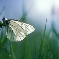 Papillon Gazé dans l'herbe, <em>Aporia crataegi</em>