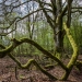 Hêtre moussu dans la forêt au printemps